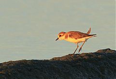 Tibetan Sand-Plover